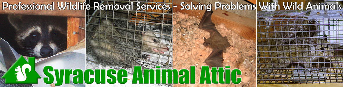 Syracuse Animal Attic